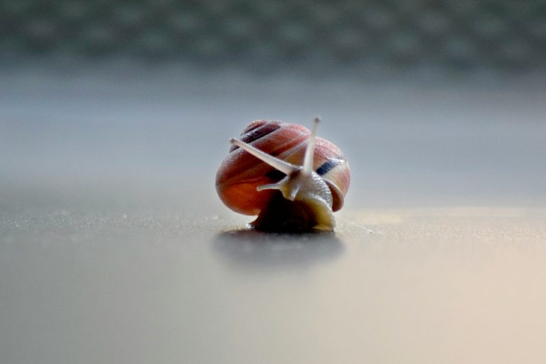 A close-up of a snail on a table